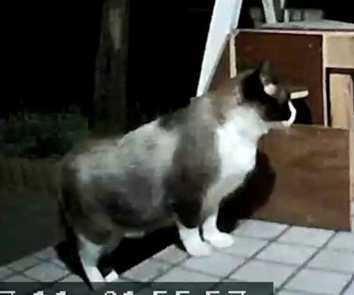 動画付き】珍しいスノーシュー猫(オス2-3才) (Marie) 新琴似の猫の