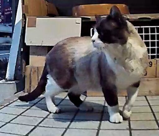 動画付き】珍しいスノーシュー猫(オス2-3才) (Marie) 新琴似の猫の