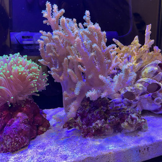 【再投稿】アクアリウム　サンゴ　トサカ　生体