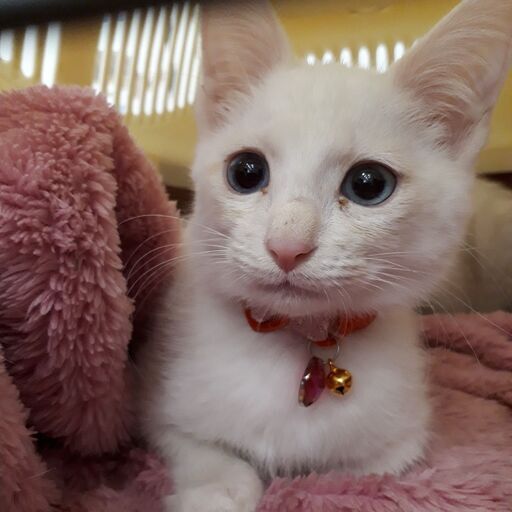 白猫「雪見」里親様募集 (ポンネコ) 富山の猫の里親募集|ジモティー