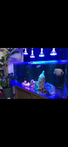 海水魚飼育セット