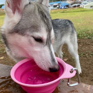 大型犬の犬小屋を探しています！