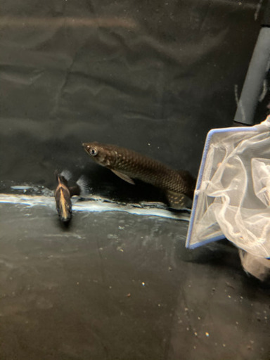 熱帯魚　アロワナ　ダトニオセットです