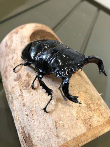 タランドゥスオオツヤクワガタ新成虫ペア