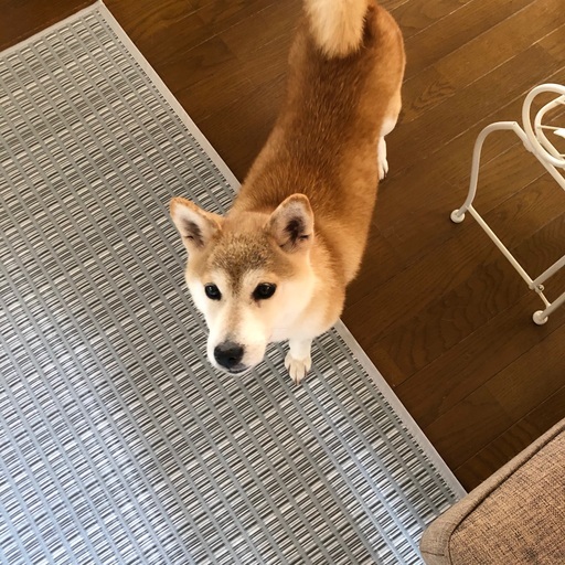 ずっとのおうちを探しています ゆう 西予のその他の里親募集 ジモティー