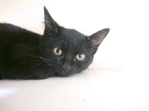 生後約2 5ヶ月の女の子 幸運を呼ぶ黒猫かぎしっぽちゃん Misa 野町の猫の里親募集 ジモティー