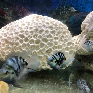 熱帯魚　ブルータイガーパロット　稚魚　