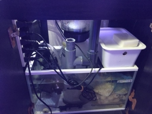 海水魚引退セット！最終値下げ！！