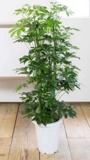 カポック 挿し木 10本観葉植物ラッキープランツ強運 なると 狛江のインテリア雑貨 小物 その他 の中古あげます 譲ります ジモティーで不用品の処分 カポック 挿し木 10本観葉植物ラッキープランツ強運 なると 狛江のインテリア雑貨 小物 その他 の中古あげます 譲ります ジモティーで不用品の処分