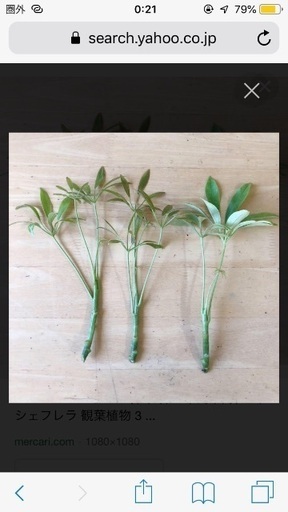 カポック 挿し木 10本観葉植物ラッキープランツ強運 なると 狛江のインテリア雑貨 小物 その他 の中古あげます 譲ります ジモティーで不用品の処分