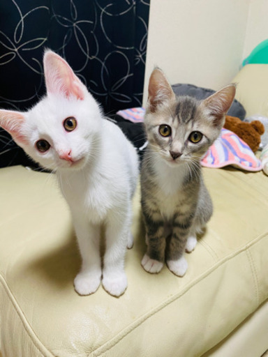 白猫ちゃんの里親募集(u003d^x^u003d)急募 (ナォ) 東広島の猫の里親募集 