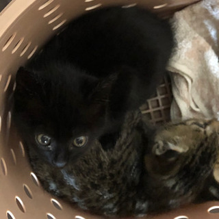 三重県の黒猫 里親募集 ジモティー 三重県の黒猫 里親募集 ジモティー