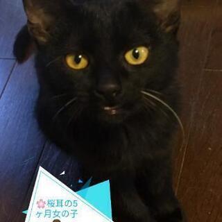 人馴れ◎手術済🌸桜耳の黒猫5ヶ月里親様決定しました。