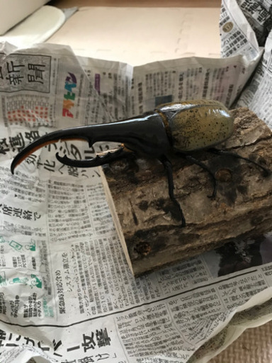 ヘラクレスオオカブト　大型　オス　単品　155 ペアも可