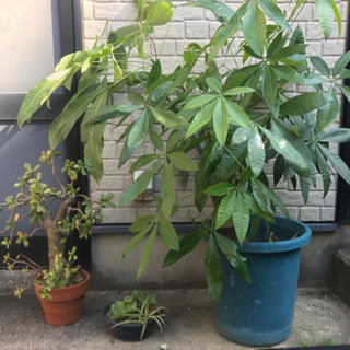 観葉植物パキラ他