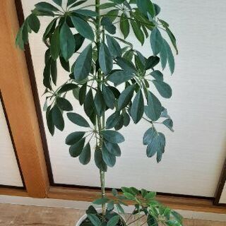 カポック☆観葉植物　