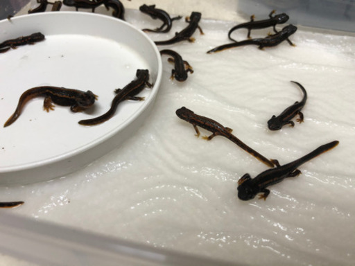 ご相談中 希少アカハライモリ幼体 ブリード個体 クロハチビ 名古屋のその他の中古あげます 譲ります ジモティーで不用品の処分 ご相談中 希少アカハライモリ幼体 ブリード個体 クロハチビ 名古屋のその他の中古あげます 譲ります ジモティーで不用品の処分