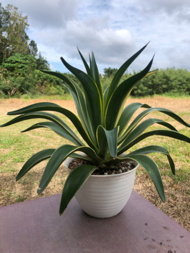 観葉植物