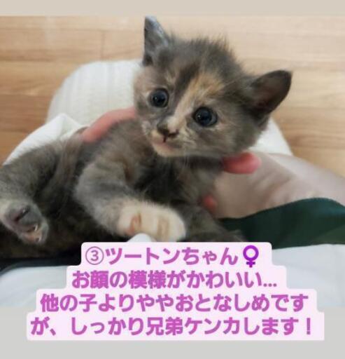 ❁子猫の里親さん募集です❁ (おこげ) 長町一丁目の猫の里親募集 - 猫 兄弟 喧
嘩