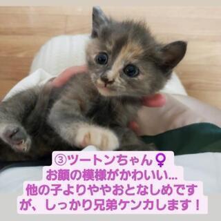 ❁子猫の里親さん募集です❁