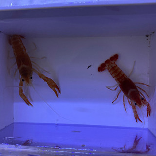 アメリカザリガニ 紅白ゴースト 1ペア あき 藤の牛島のその他の中古あげます 譲ります ジモティーで不用品の処分