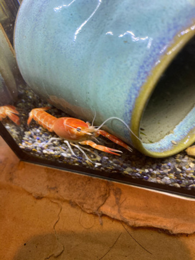アメリカザリガニ 紅白ゴースト 1ペア あき 藤の牛島のその他の中古あげます 譲ります ジモティーで不用品の処分