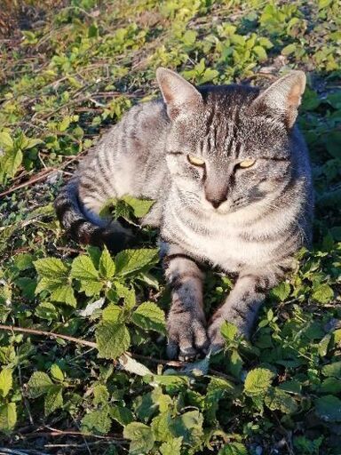サバトラ猫 大人の野良猫です まつ 甘木の猫の里親募集 ジモティー