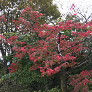 イロハモミジの苗