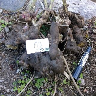 【無料】掘りたてヤーコンの種芋　①　来年の植え付け用にいかが