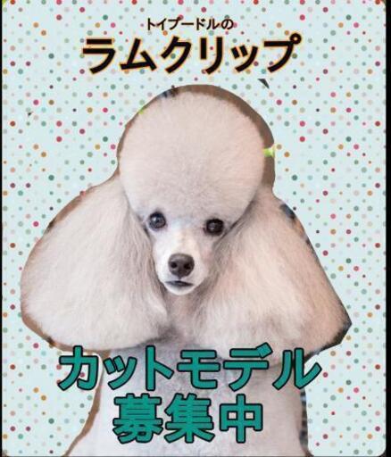 横浜 トイプードル ラムクリップ のカットモデル犬募集 横浜のトリマーさん 横浜の犬の無料広告 無料掲載の掲示板 ジモティー