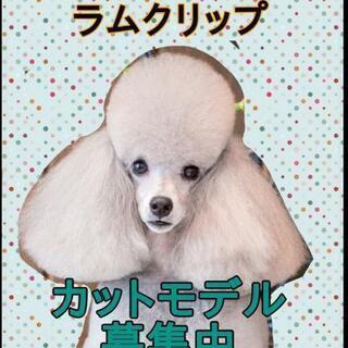 【横浜】トイプードル(ラムクリップ)のカットモデル犬募集