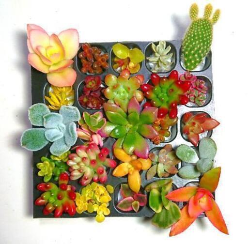 多肉植物 カラフル25カット苗セット 育成説明書付き たらこ 鶴瀬の生活雑貨の中古あげます 譲ります ジモティーで不用品の処分 多肉植物 カラフル25カット苗セット 育成説明書付き たらこ 鶴瀬の生活雑貨の中古あげます 譲ります ジモティーで不用品の処分