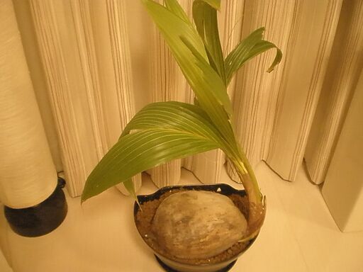 ココヤシ観葉植物希少種 すずりん 奥武山公園のその他の中古あげます 譲ります ジモティーで不用品の処分 ココヤシ観葉植物希少種 すずりん 奥武山公園のその他の中古あげます 譲ります ジモティーで不用品の処分