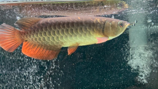 オンラインでアウトレットを割引 水槽フルセット 台 魚 Southdevonsound Co Uk