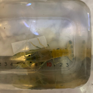 アメリカザリガニブルームーン1ペア あき 藤の牛島のその他の中古あげます 譲ります ジモティーで不用品の処分 アメリカザリガニブルームーン1ペア あき 藤の牛島のその他の中古あげます 譲ります ジモティーで不用品の処分
