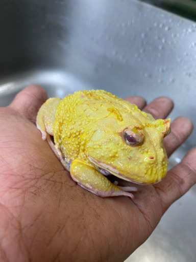 クランウェルツノガエルアルビノパターンレス ヒゲガエル さいたまのその他の中古あげます 譲ります ジモティーで不用品の処分