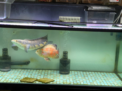 ロイヤルトーマン 、アルビノレッドオスカー、 ロイヤルトーマン 、アルビノレッドオスカー、