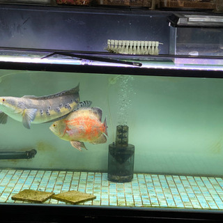 ソニーエンジェル 激レア 巳年 年賀状 非売品 ゴールド Sonny Angel