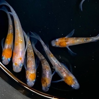 メダカ（三色ラメヒレ長選別済み個体）3ペア＋おまけ4匹 メダカ（三色ラメヒレ長選別済み個体）3ペア＋おまけ4匹