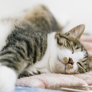 ねこ好きさん集まれ！🐱お菓子の家を作る会🐱