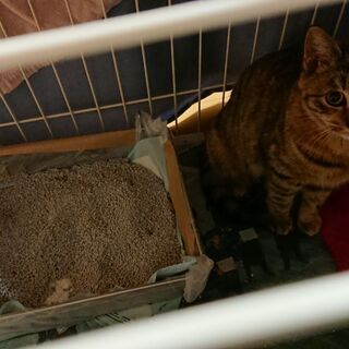 生後1~2ヶ月の子猫3匹＋中猫1匹を保護しています。優しい里親さんを探しています。 - 里親募集