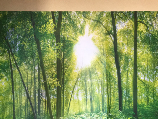 森林の壁紙 インテリアにどうですか のりん 南城のその他の中古あげます 譲ります ジモティーで不用品の処分 森林の壁紙 インテリアにどうですか のりん 南城のその他の中古あげます 譲ります ジモティーで不用品の処分