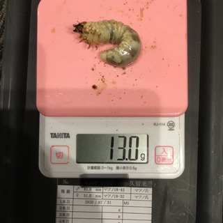 オオクワガタ久留米大型血統幼虫トリオ③