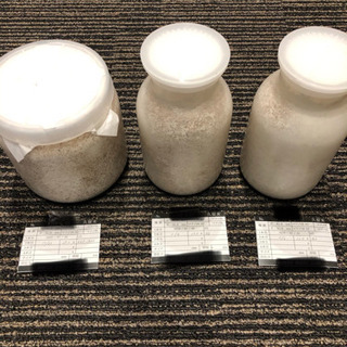 オオクワガタ久留米大型血統幼虫トリオ③