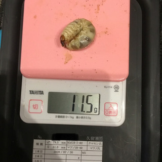 オオクワガタ久留米大型血統幼虫トリオ④