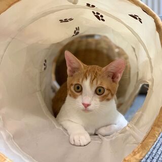 新宿の猫カフェ　保護猫活動を一緒にしてくれる方!!