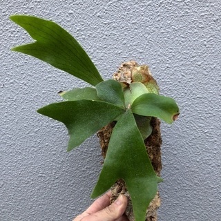 コウモリラン コルク仕立て ビカクシダ 植物 ディスプレイ 壁掛...