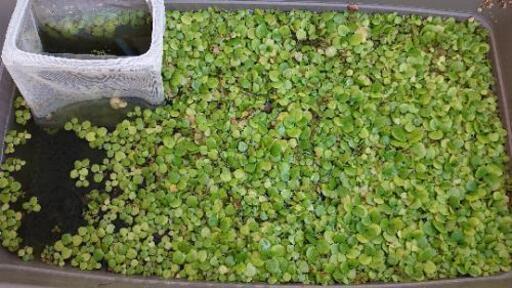 水草 浮草 メダカの産卵床 ぐっち 畦野のその他の中古あげます 譲ります ジモティーで不用品の処分