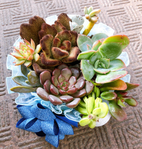 多肉植物ピンクルルビー テディベア等10種セット さくら 姫路の生活雑貨の中古あげます 譲ります ジモティーで不用品の処分