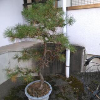 松の鉢植え